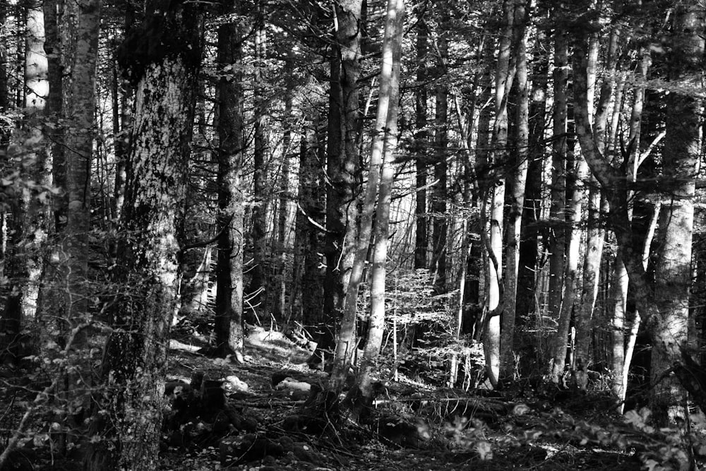 a black and white photo of a forest