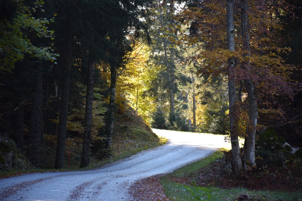 a dirt road in the middle of a forest