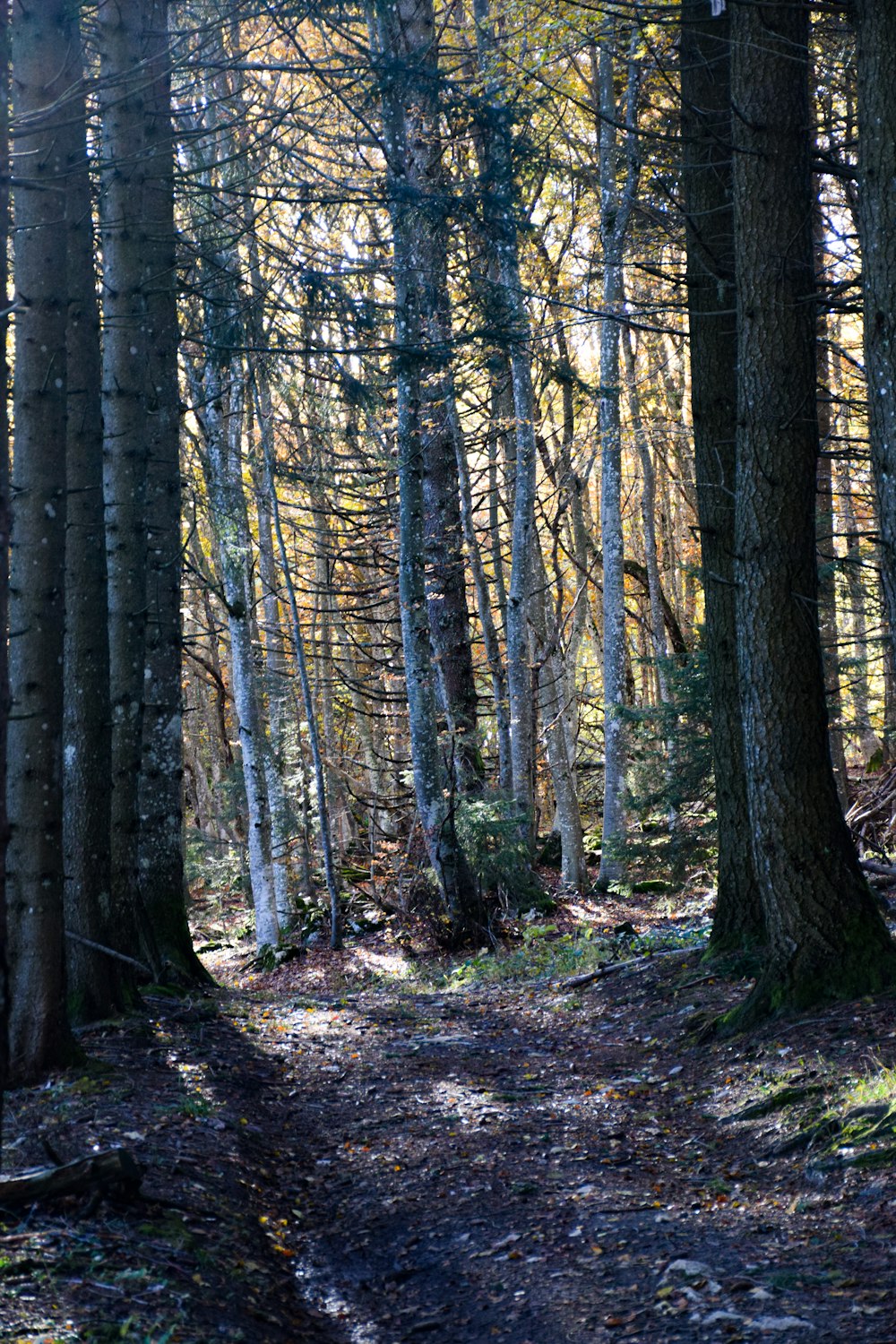 a path through a forest with lots of trees