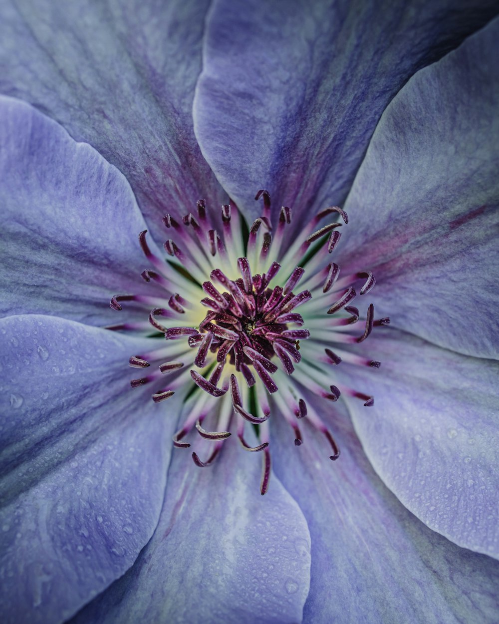 a close up of a purple flower with a white center