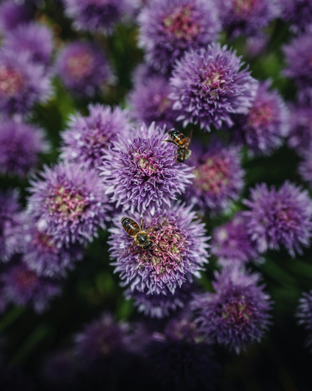 a bunch of purple flowers with two bees on them