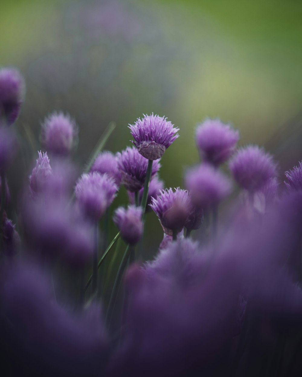 a bunch of purple flowers in a field