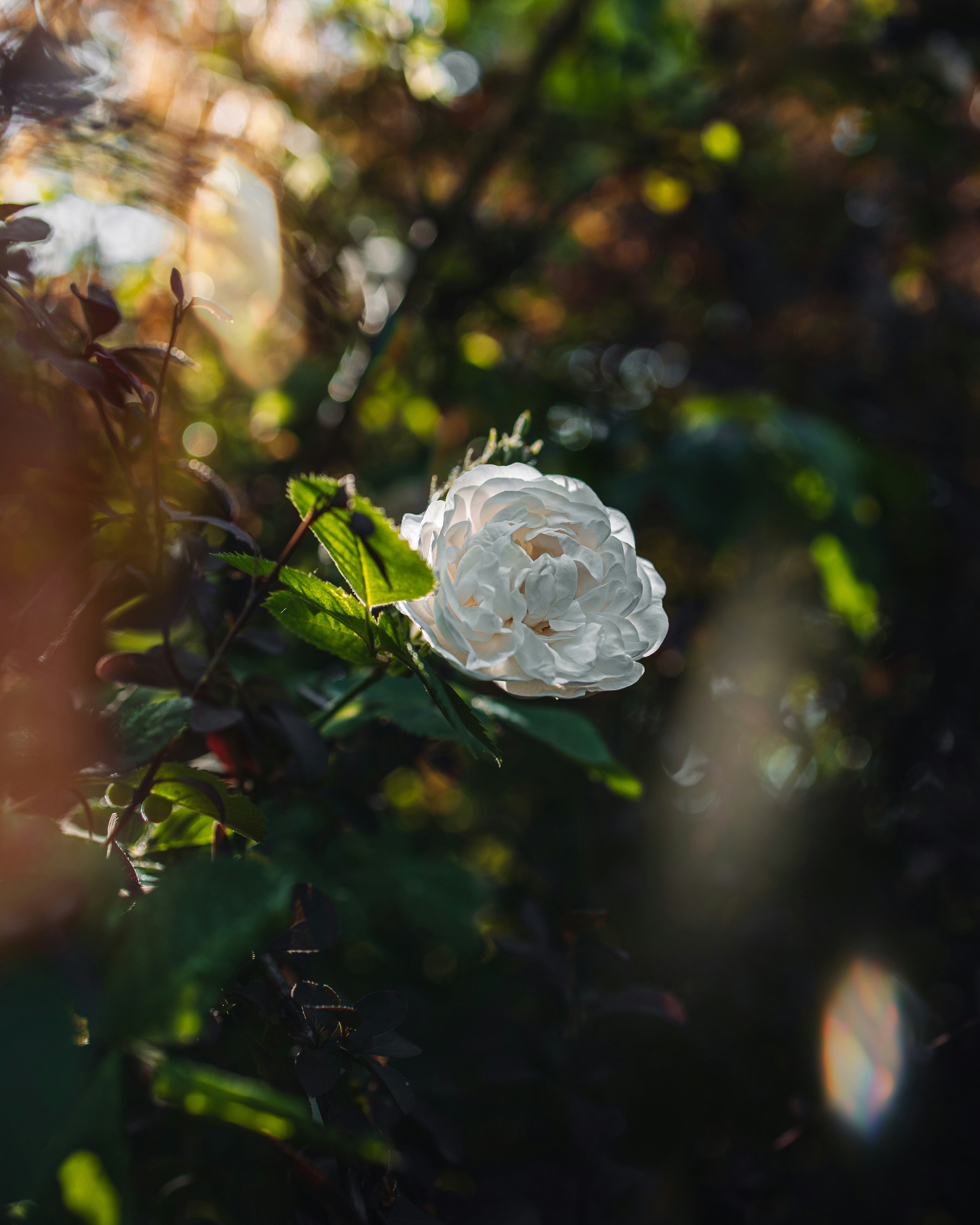 Photo by vadym_chumak