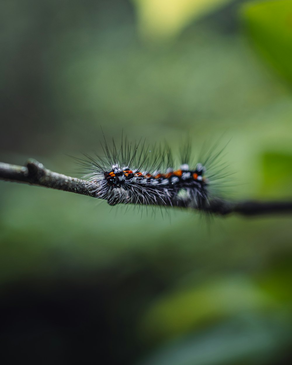 a close up of a caterpillar on a branch