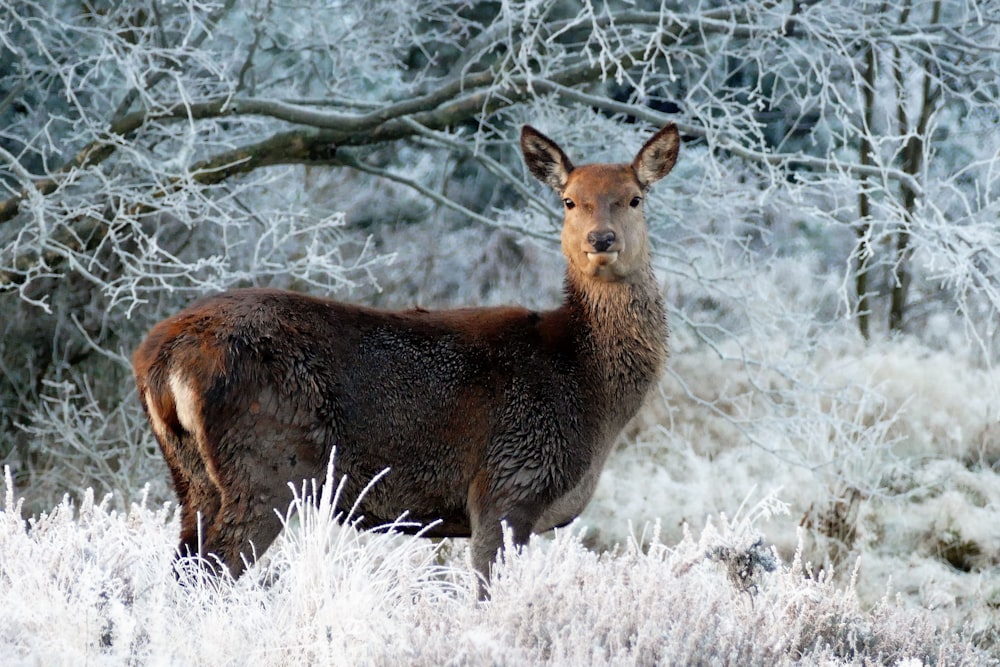 a deer is standing in a snowy field
