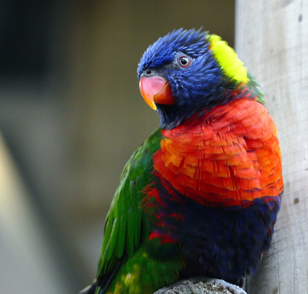 un uccello colorato seduto in cima a un palo di legno