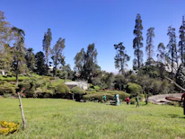 Volunteers planting trees in a community garden under a bright sky.