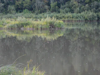 A serene pond surrounded by lush greenery where sanctuary animals gather.