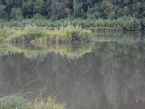A peaceful pond surrounded by lush greenery at Sítio Santa Helena