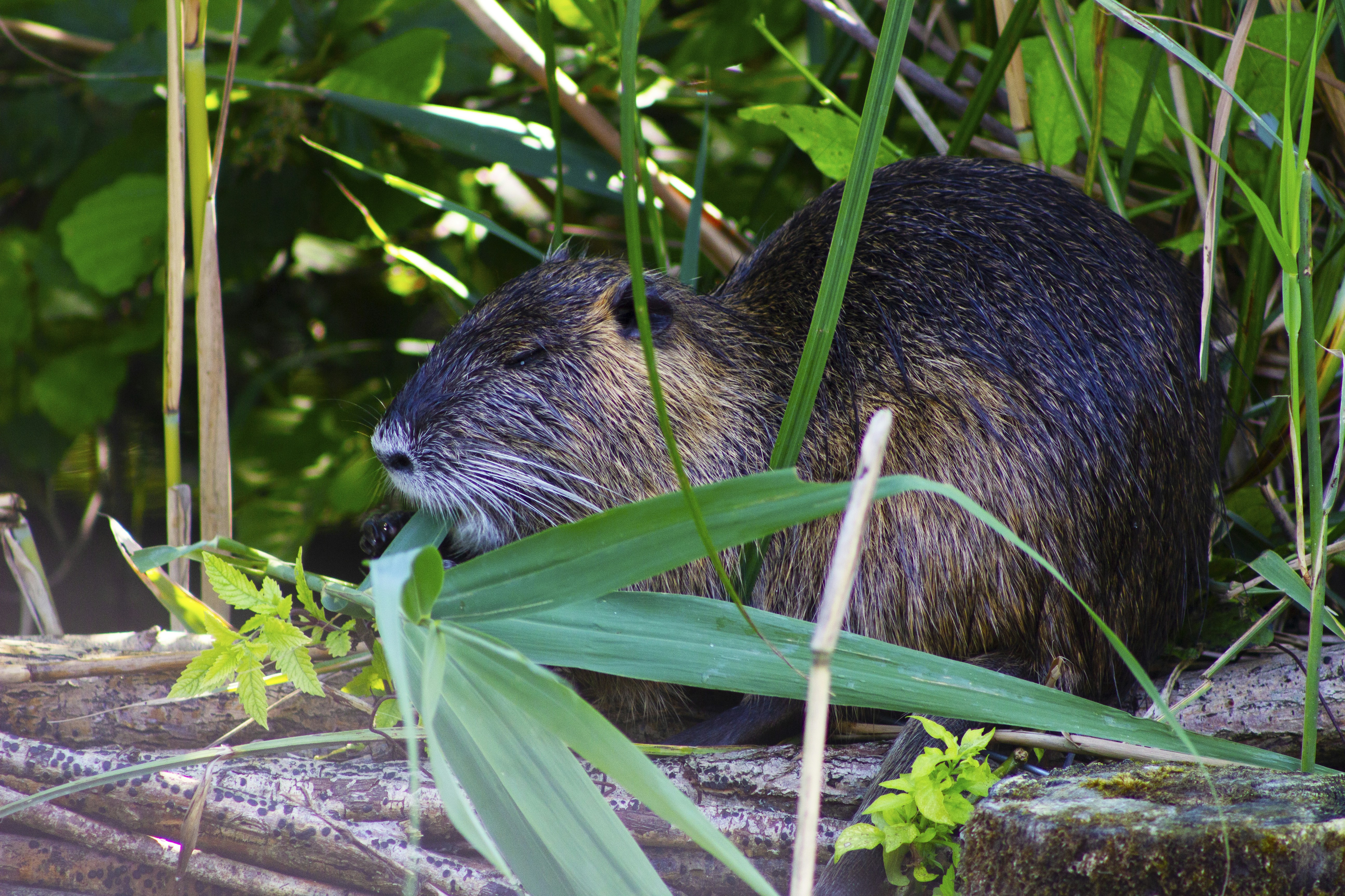 Nahaufnahme eines Tieres in der Nähe einiger Pflanzen