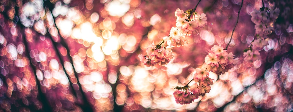 una foto borrosa de un árbol con flores rosadas