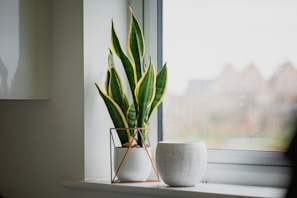 A bright, sunlit corner featuring a tall snake plant in a rustic ceramic pot