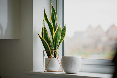 A vibrant snake plant standing tall beside a cozy reading nook.