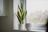 A tall snake plant sitting on a bright windowsill with morning light