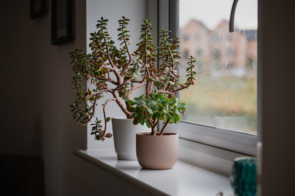 two potted plants sitting on a window sill