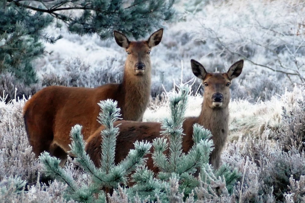 a couple of deer standing next to each other in a forest