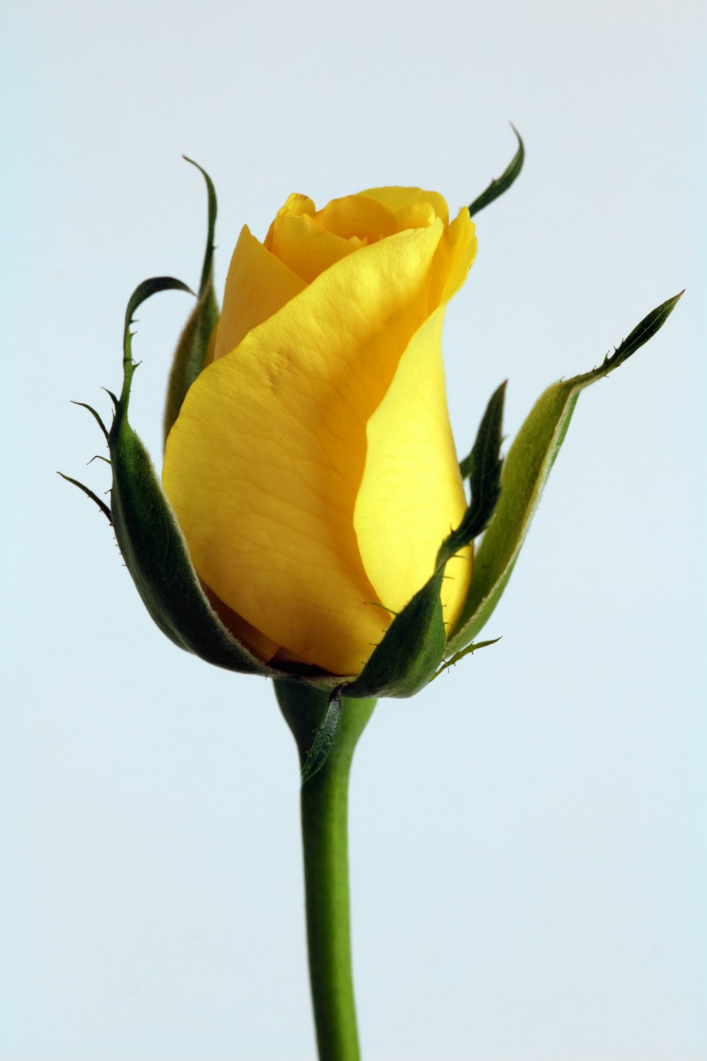 a single yellow rose with a blue sky in the background