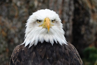 Close-up of a bald eagle in its natural habitat.
