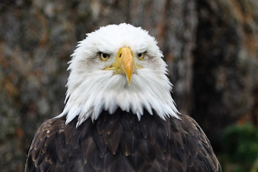 Close-up of a bald eagle in its natural habitat.