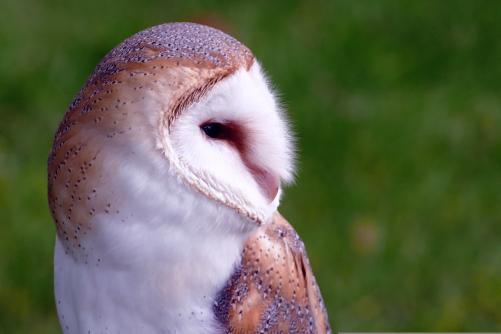 a close up of an owl with a blurry background