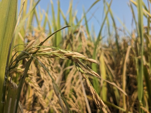 A close-up of a rice plant with golden stalks and green leaves, set against a backdrop of more rice plants stretching into the distance. The clear blue sky adds a contrasting hue to the earth tones of the field.