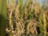 Close-up of mature rice plants with golden brown grains and green leaves swaying gently in an agricultural field. The background is softly blurred, highlighting the delicate texture and color of the plant.