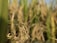 Close-up of mature rice plants with golden brown grains and green leaves swaying gently in an agricultural field. The background is softly blurred, highlighting the delicate texture and color of the plant.