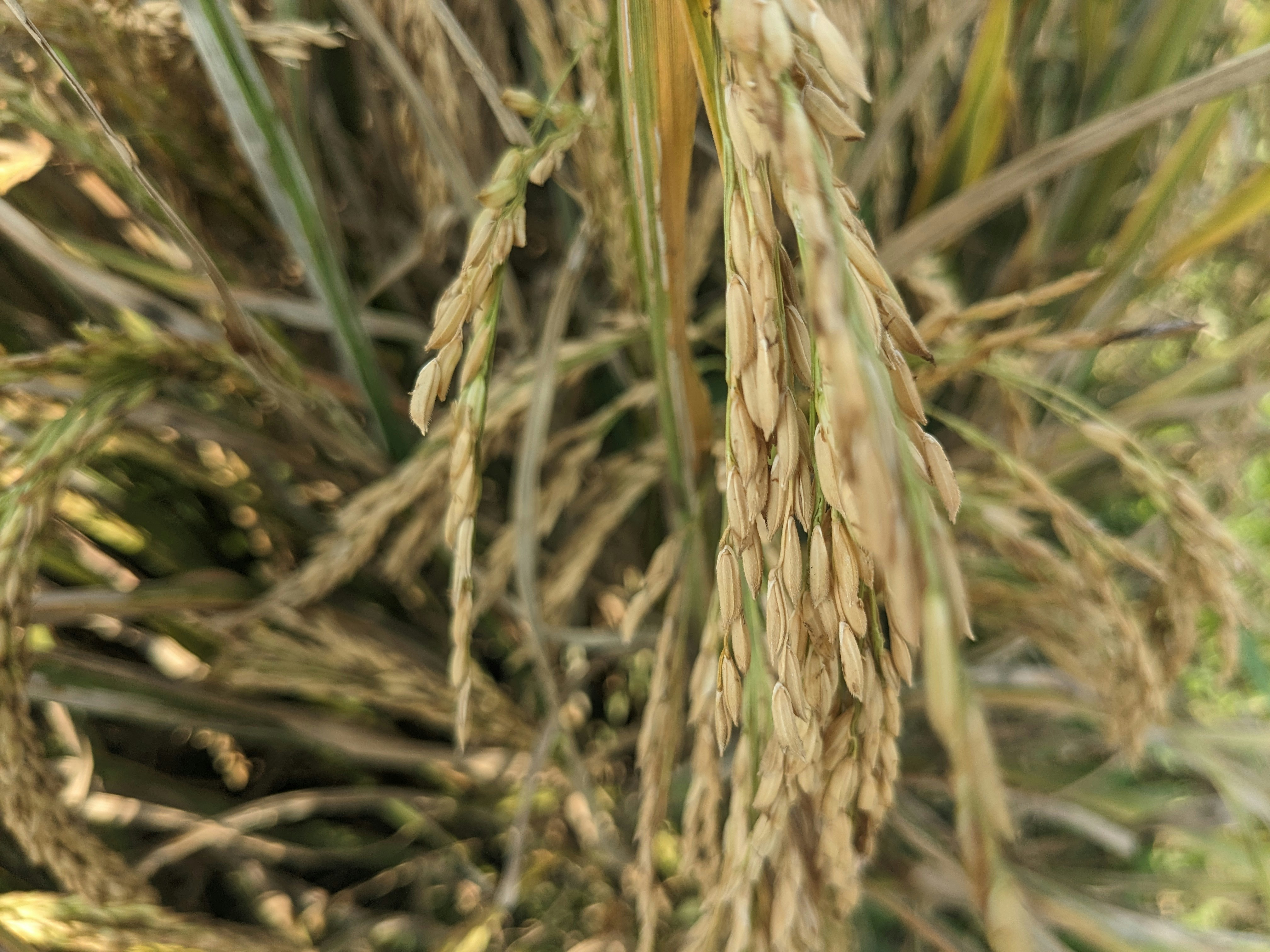 Raw Rice