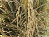 Close-up of ripe rice stalks with golden-brown grains surrounded by green leaves in a lush field setting.
