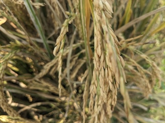 Close-up of ripe rice stalks with golden-brown grains surrounded by green leaves in a lush field setting.