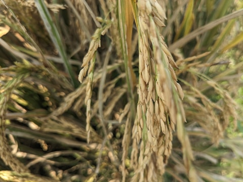 Close-up of ripe rice stalks with golden-brown grains surrounded by green leaves in a lush field setting.