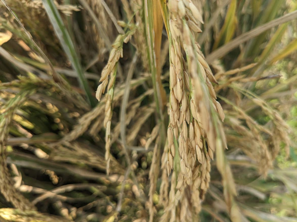A close-up of golden rice grains in a traditional woven basket with paddy fields in the background.