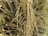 Close-up of ripe rice stalks with golden-brown grains surrounded by green leaves in a lush field setting.