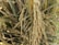 Close-up of ripe rice stalks with golden-brown grains surrounded by green leaves in a lush field setting.