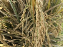 Close-up of ripe rice stalks with golden-brown grains surrounded by green leaves in a lush field setting.