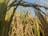 A close-up view of rice plants in a field, with golden grains hanging densely on the stems among tall green leaves. The clear blue sky provides a contrasting backdrop.