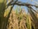 A close-up view of rice plants in a field, with golden grains hanging densely on the stems among tall green leaves. The clear blue sky provides a contrasting backdrop.