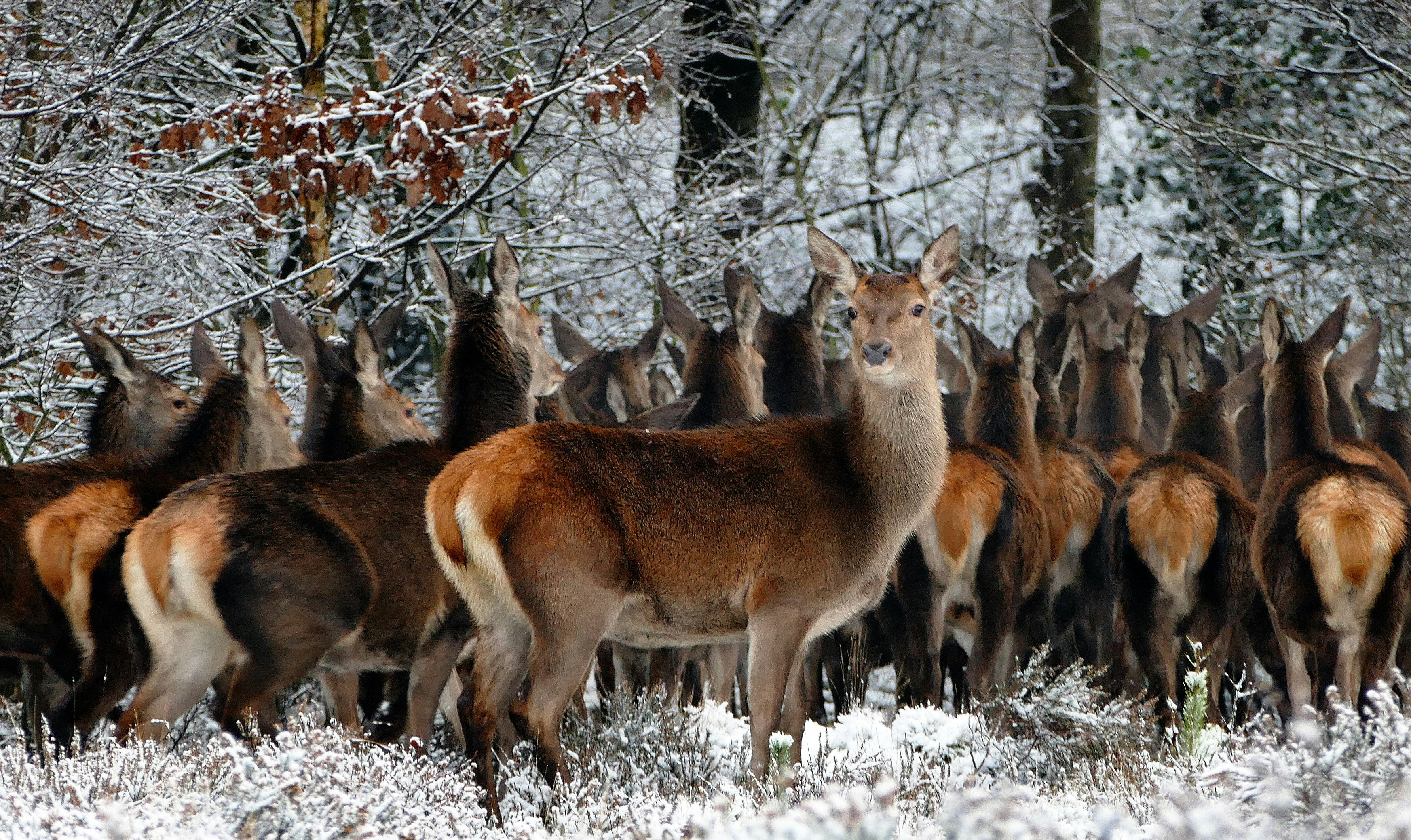 Red Deer: Guardians of Highland Biodiversity (image credits: unsplash)