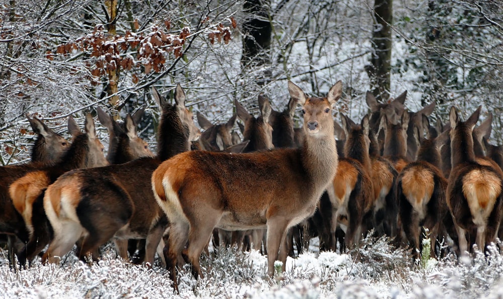 a herd of deer standing next to each other in the snow