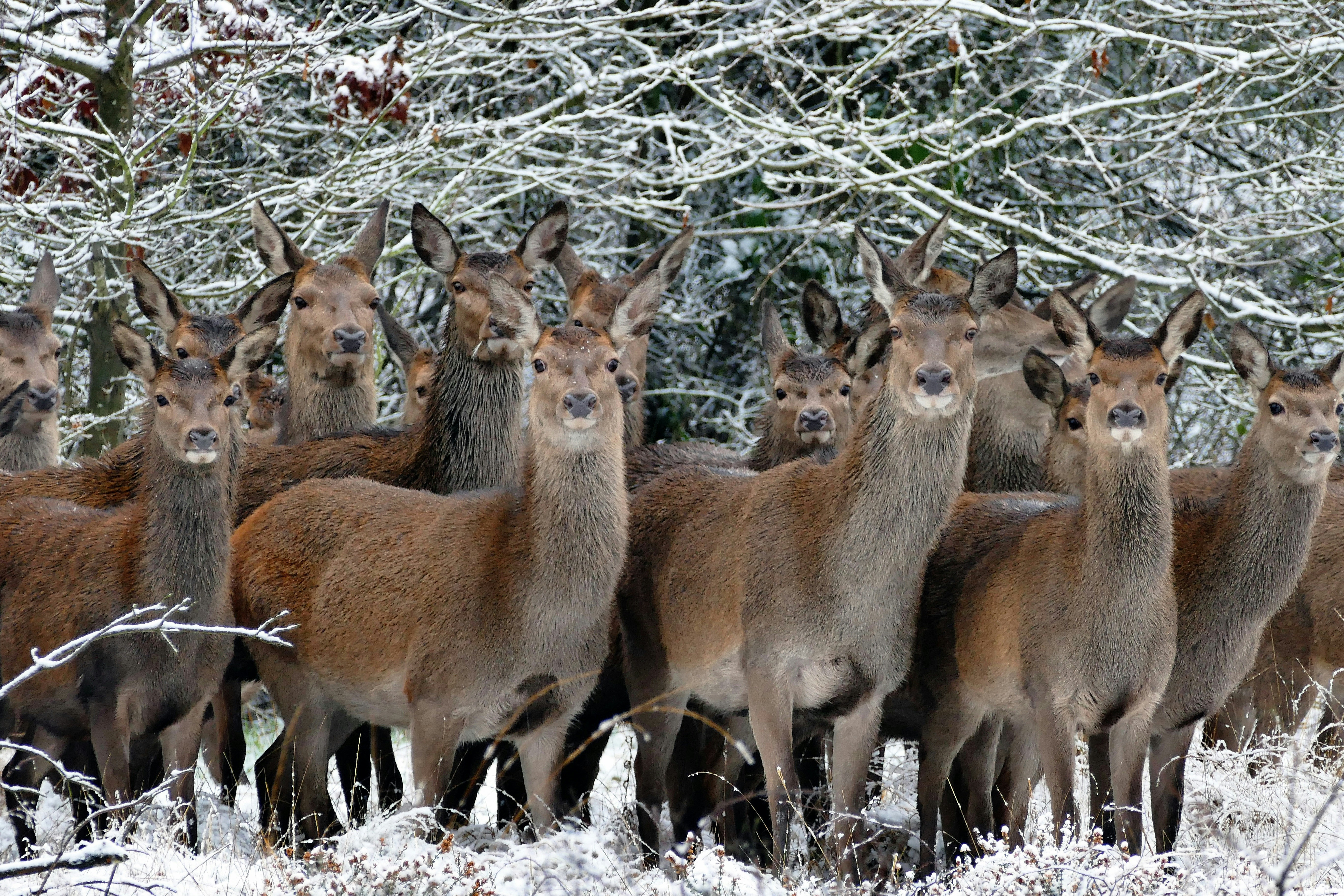 eine Herde Rehe, die nebeneinander im Schnee steht