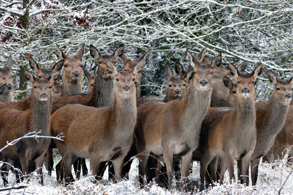 eine Herde Rehe, die nebeneinander im Schnee steht