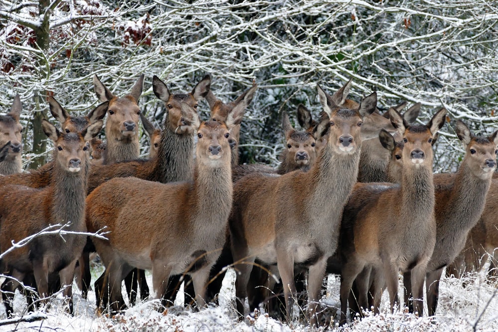a herd of deer standing next to each other in the snow