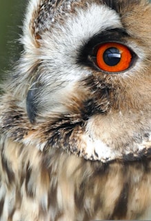 A vibrant close-up of a curious owl's eye reflecting a starry night sky.