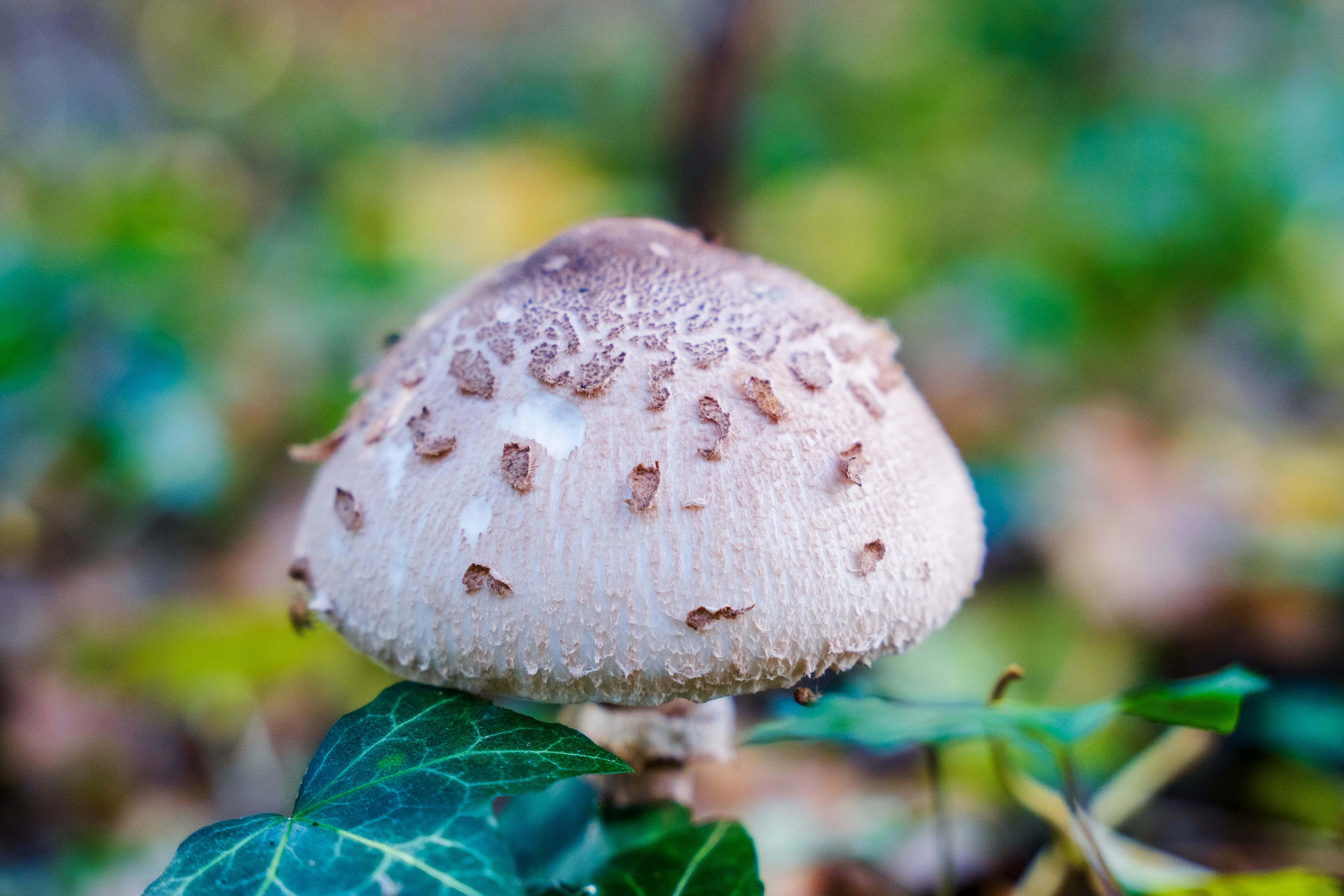 Photo by masoodaslami