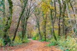 A winding forest trail covered in fallen leaves, inviting guests to explore.