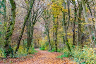 A winding forest path covered in autumn leaves, inviting a quiet walk.