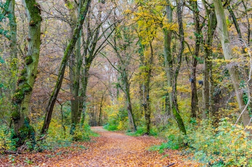 A winding forest path covered in autumn leaves, inviting a quiet walk.