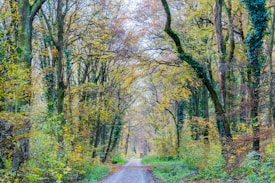 A peaceful pathway stretches through a forest with tall trees arching overhead. The leaves display autumn hues, with greens, yellows, and browns forming a colorful canopy. The path is softly lit by filtered light, adding a serene and tranquil atmosphere to the setting.