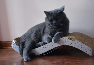 A gray cat is lounging on a scratched cardboard cat scratcher with a wave design, resting comfortably on its side. The cat has a relaxed posture with its eyes partially closed, and it is positioned on a hardwood floor against a light-colored wall.