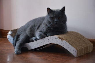 A large, fluffy gray cat is comfortably lounging on a cardboard scratching post shaped like a wave with a small amount of visible wear. The room features a wooden floor and a plain, light-colored wall in the background. The cat appears relaxed and slightly alert.